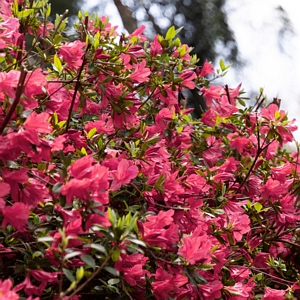 Azalea Hino Crimson